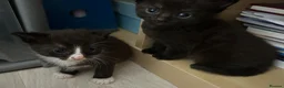 British Shorthair cats for sale: Kittens for sale x 4 - Advert 11