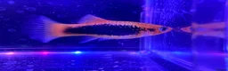 Live Bearers fish for sale: Guppies platies and Danios for sale  in Bromley - Advert 8