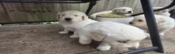 Golden Retriever dogs for sale: Golden Retriever Puppies  - Advert 15