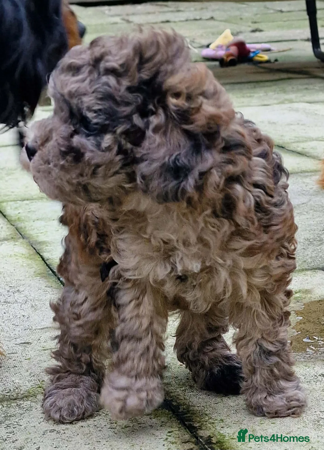 Mixed Breed dogs for sale: Health tested 3/4 Merle Toy Poodles  - Advert 3