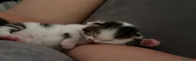 Mixed Breed 2