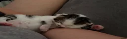 Mixed Breed cats for sale: Mixed breed kittens in Stratford-upon-Avon - Advert 5
