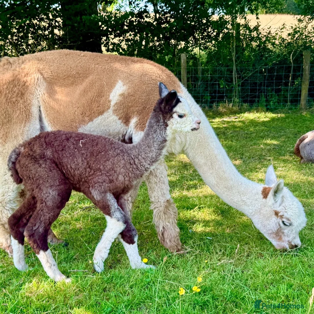 Alpaca livestock for sale: Beautiful group of coloured female alpaca and cria - Advert 1