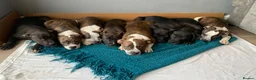Shorty Bull dogs for sale: JAW-DROPPING POCKET BULLIES – IMPRESSIVE GENETICS  - Advert 7