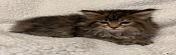 Mixed Breed cats for sale: Maine Coon X Norwegian Forest kittens in Southampton - Advert 8