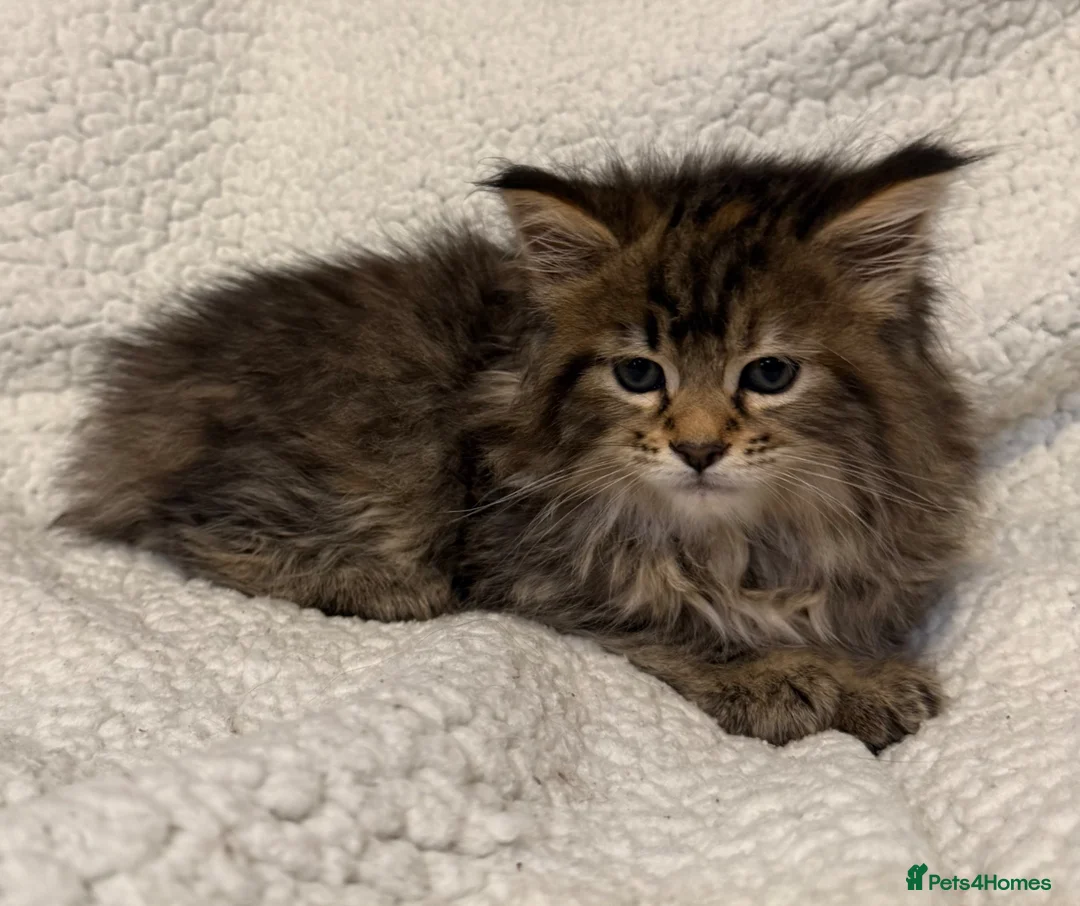 Mixed Breed cats for sale: Maine Coon X Norwegian Forest kittens in Southampton - Advert 8