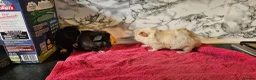 Guinea Pig rodents for sale: 2 pairs of brothers  - Advert 8