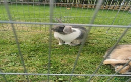 Mixed Breed rabbits for sale: Gorgeous Mixed Breed Rabbits  - Image 3