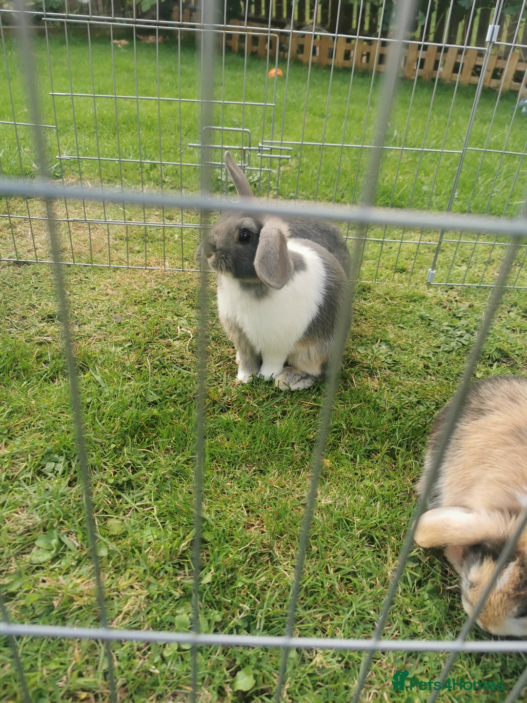 Mixed Breed rabbits for sale: Gorgeous Mixed Breed Rabbits  - Image 3