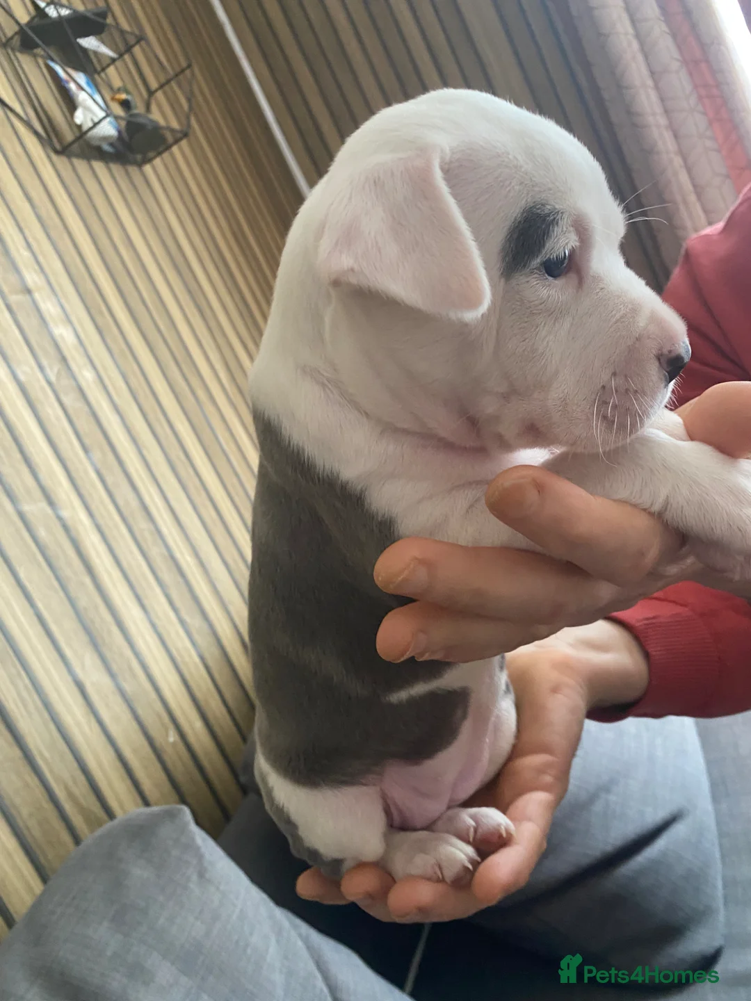Staffordshire Bull Terrier dogs for sale: Staffy for sale  - Advert 2