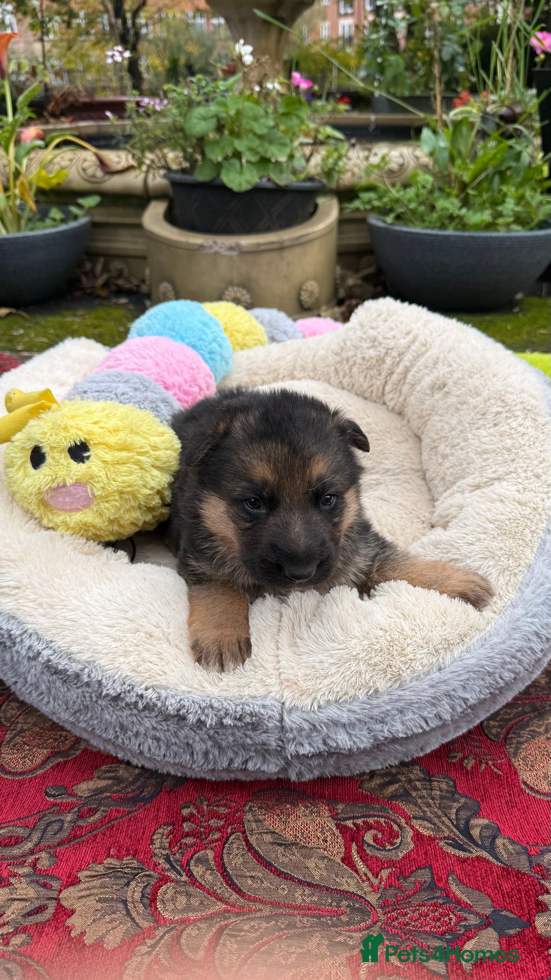 German Shepherd dogs for sale: Part of our love family ❤️ - Advert 7