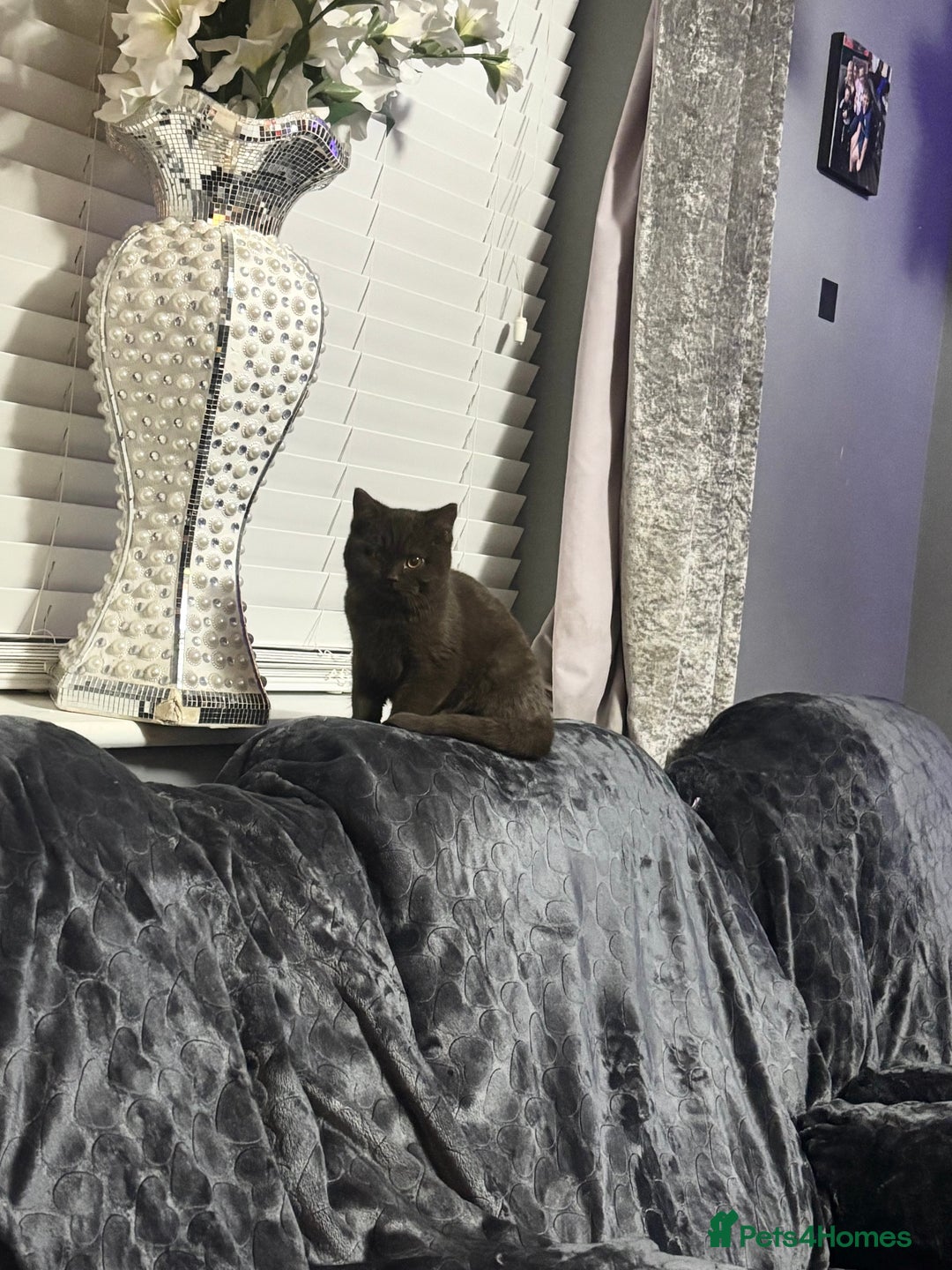 British Shorthair cats for sale: Pure chocolate British short haired male kitten  - Advert 2