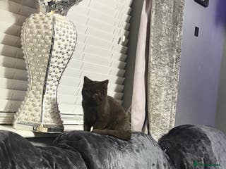 British Shorthair cats Pure chocolate British short haired male kitten - Advert 1