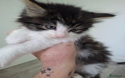Maine Coon cats for sale: Beautiful Part Maine Coon Male Kitten - Image 4