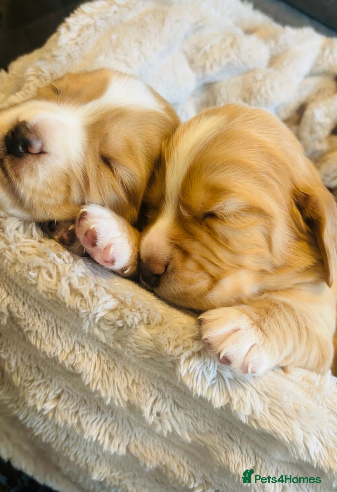 Cocker Spaniel dogs for sale: Cocker spaniel puppies for sale  - Advert 10