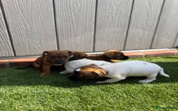 Jack Russell dogs for sale: Beautiful jack russel puppies  - Image 5