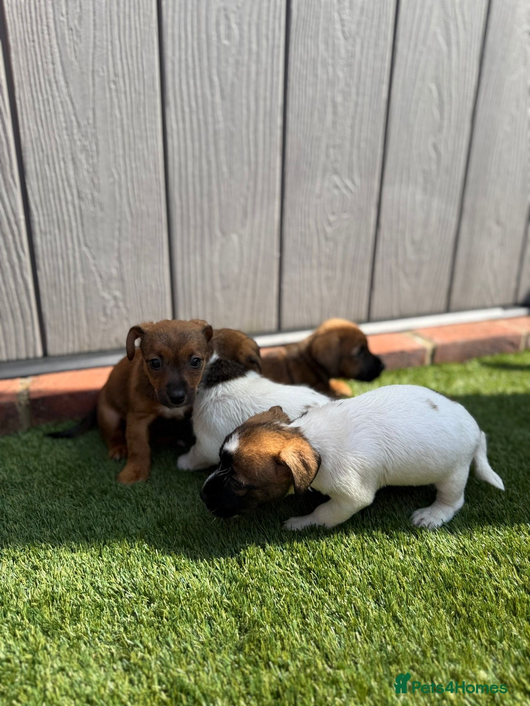 Jack Russell dogs for sale: Beautiful jack russel puppies  - Image 5
