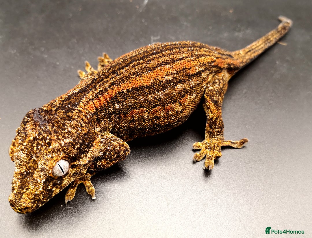 Gecko reptiles for sale: 0.2 Adult Female Gargoyle Geckos (Proven) - Image 3