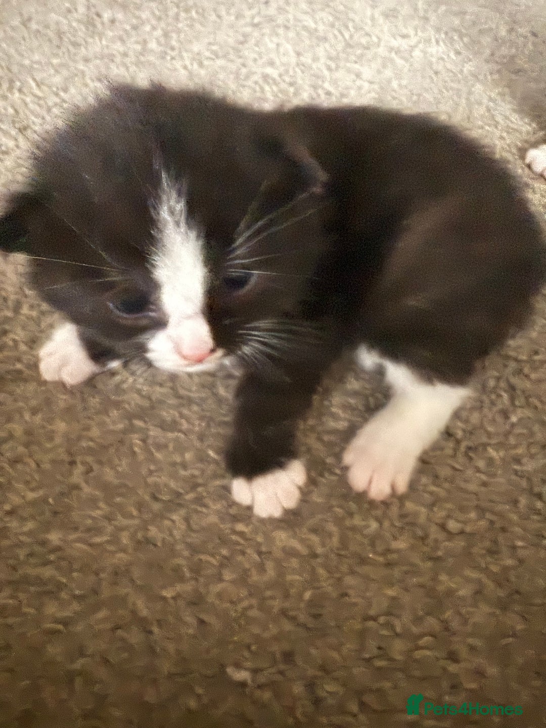 Mixed Breed cats for sale: Beautiful kittens for sale - Advert 4