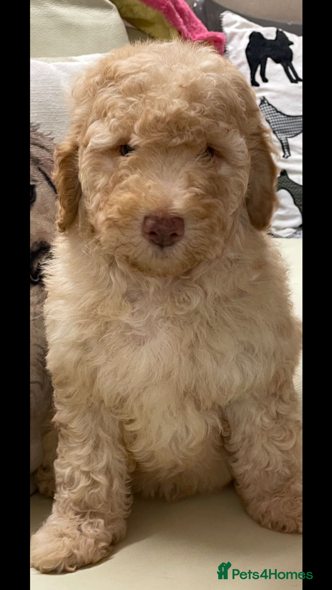 Mixed Breed dogs for sale: STUNNING DOUBLE DOODLES HEALTH TESTED PARENTAGE  - Advert 11