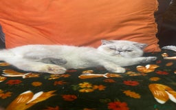 Exotic cats for sale: EXCEPTIONAL GCCF PERSIAN EXOTIC  - Image 3