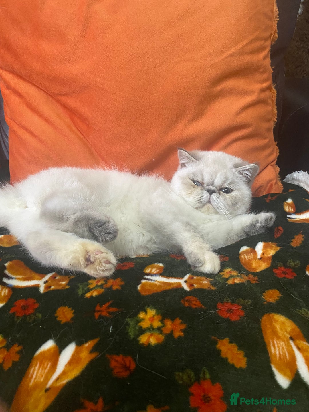 Exotic cats for sale: EXCEPTIONAL GCCF PERSIAN EXOTIC  - Image 3