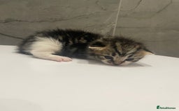 Mixed Breed cats for sale: 5 Mixed Breed Kittens for sale - Image 7
