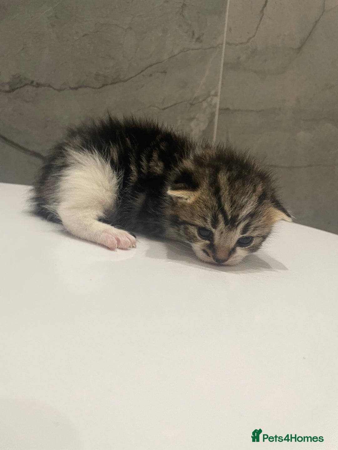 Mixed Breed cats for sale: 5 Mixed Breed Kittens for sale - Image 7
