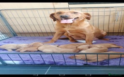 Labrador Retriever dogs for sale: Fox red labrador pups  - Image 12
