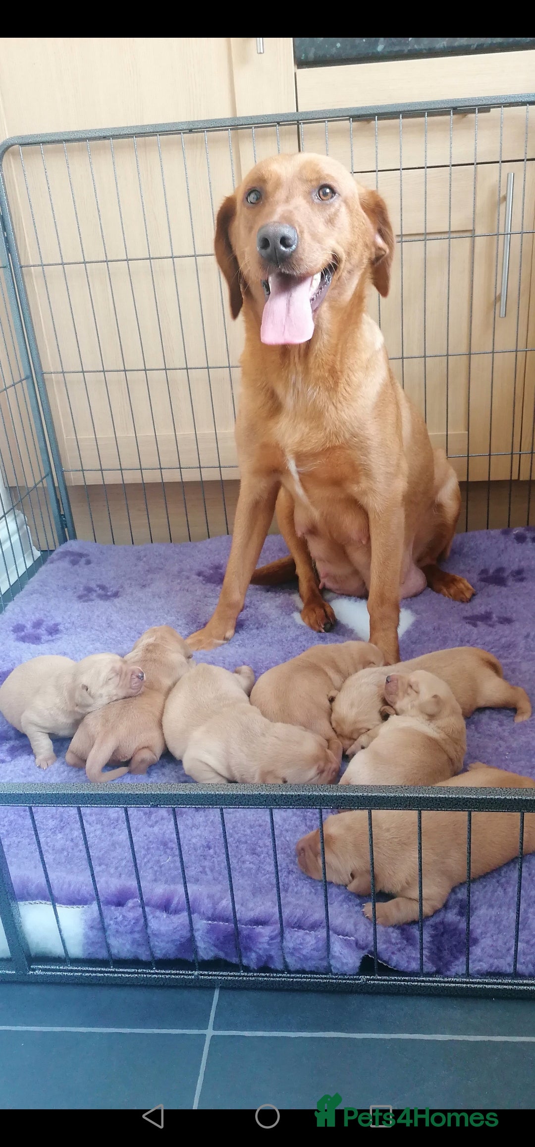 Labrador Retriever dogs for sale: Fox red labrador pups  - Image 12