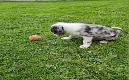 Border Collie dogs for sale: Unique blue eyed blue merle border collie puppies - Image 27