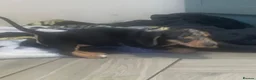 Dachshund dogs for sale: Beautiful sliver merle & Black and Tan dachshunds - Advert 16