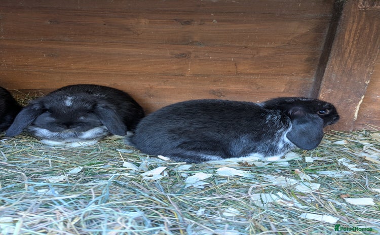 Mini Lop rabbits Mini lop rabbits - Advert 5