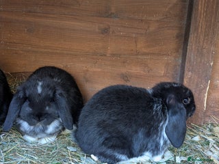 Mini Lop rabbits for sale: Mini lop rabbits - Advert 1