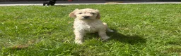 Goldendoodle dogs for sale: Beautiful Goldendoodles - Advert 7