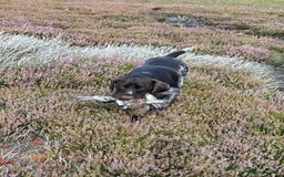 German Wirehaired Pointer dogs for sale: PUPS DUE 25th September  - Image 13