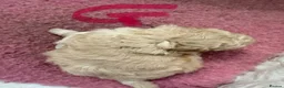 Maltipoo dogs for sale: Stunning health tested Toy Maltipoo  - Advert 18