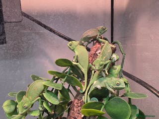 Chameleon reptiles Baby pied chameleons - Advert 1