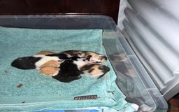 Mixed Breed cats for sale: 5 gorgeous kittens - Image 4