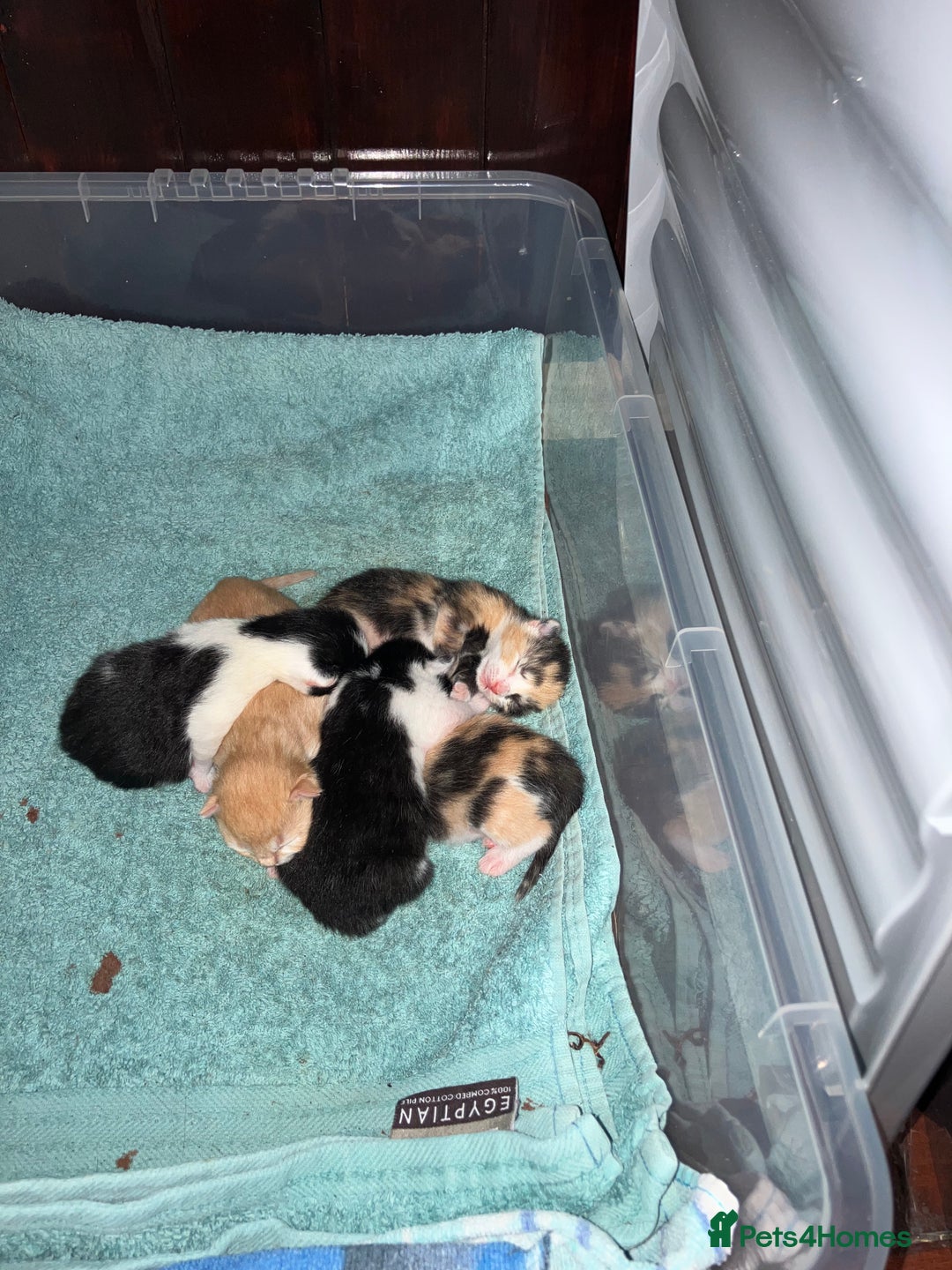 Mixed Breed cats for sale: 5 gorgeous kittens - Image 4