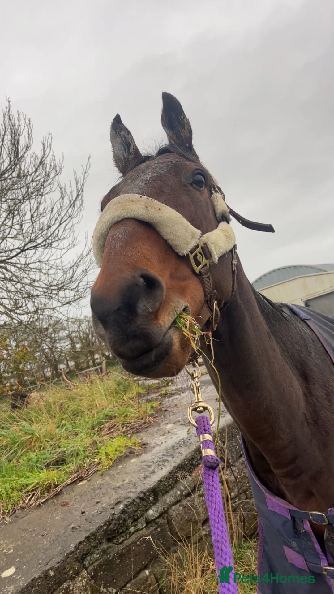 English Thoroughbred horses for sale: Stevie 7yo exracer in Arbroath - Advert 4