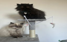 Persian cats for sale: Black male persian - Image 2
