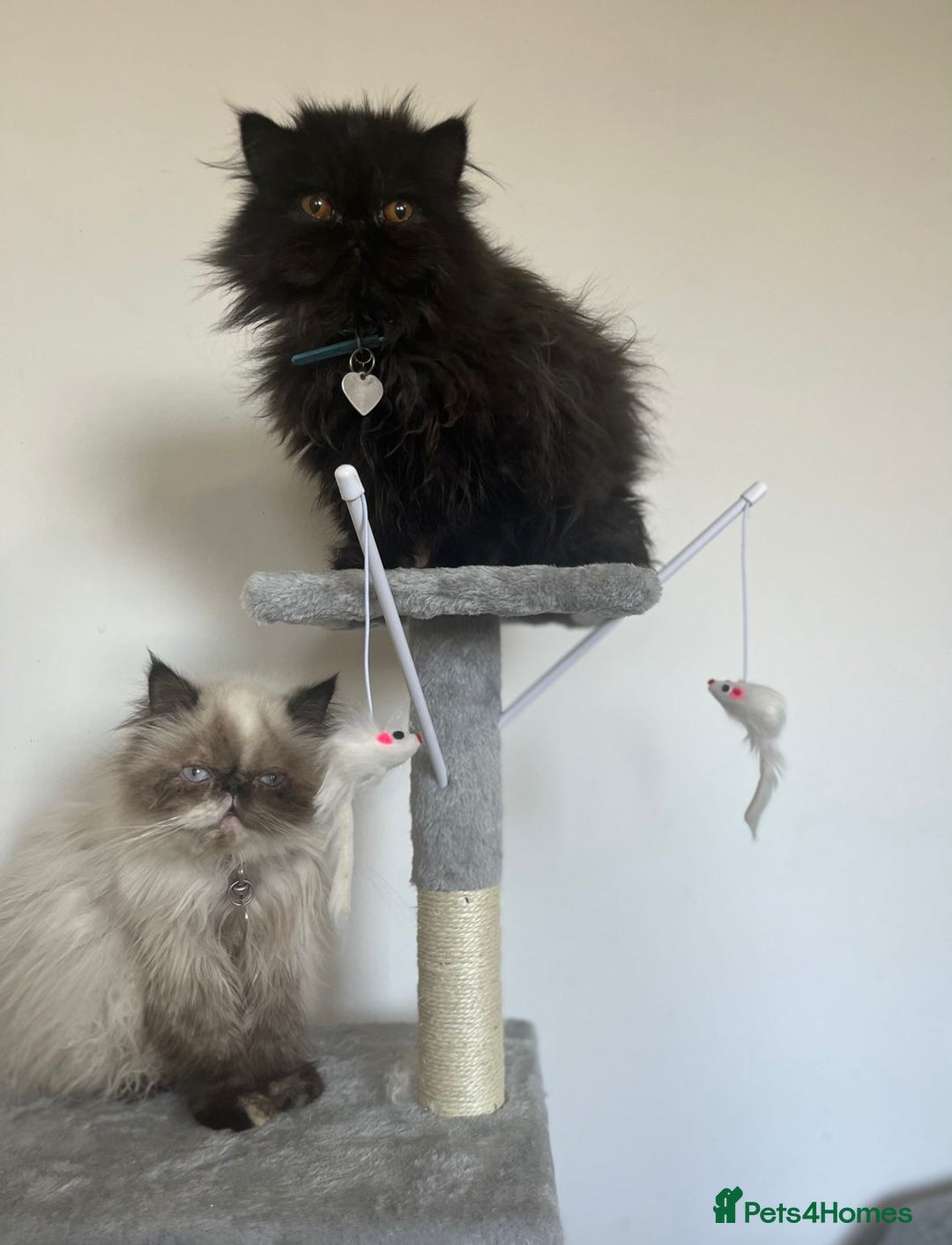 Persian cats for sale: Black male persian - Image 2
