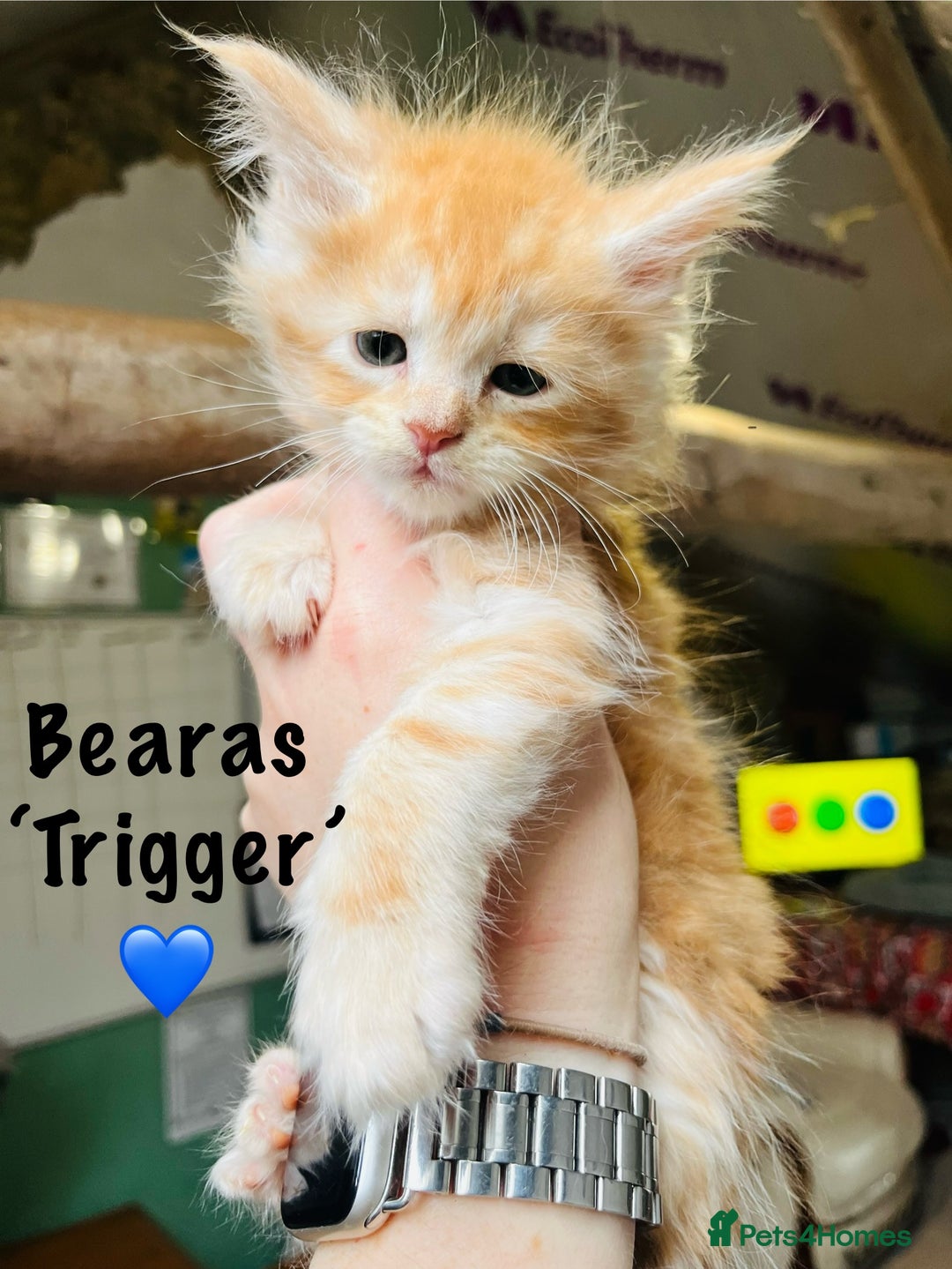 Maine Coon cats for sale: TICA registered, pedigree maine coon kittens  - Image 12