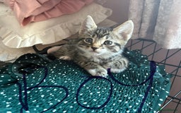 Domestic Shorthair cats for sale: Tabby kittens for sale  - Image 4