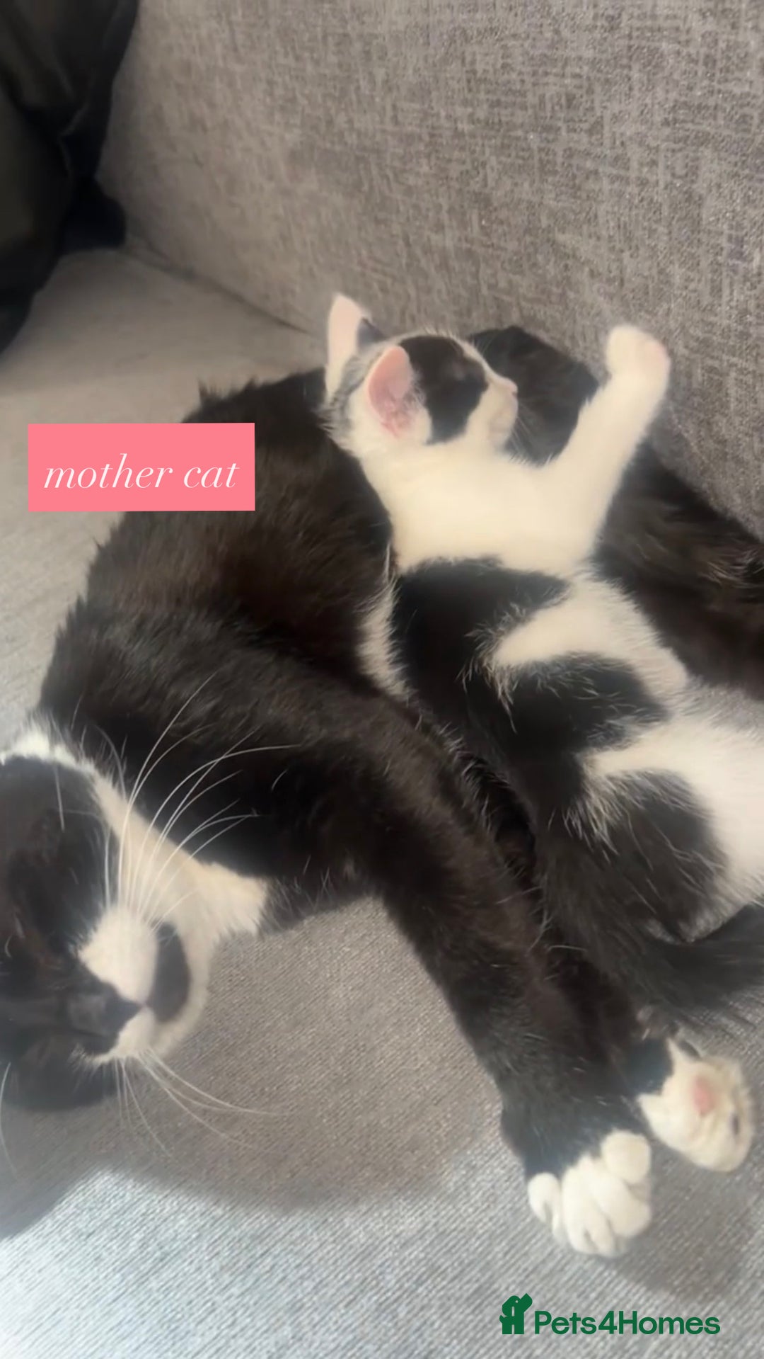 Mixed Breed cats for sale: kittens  - Advert 3