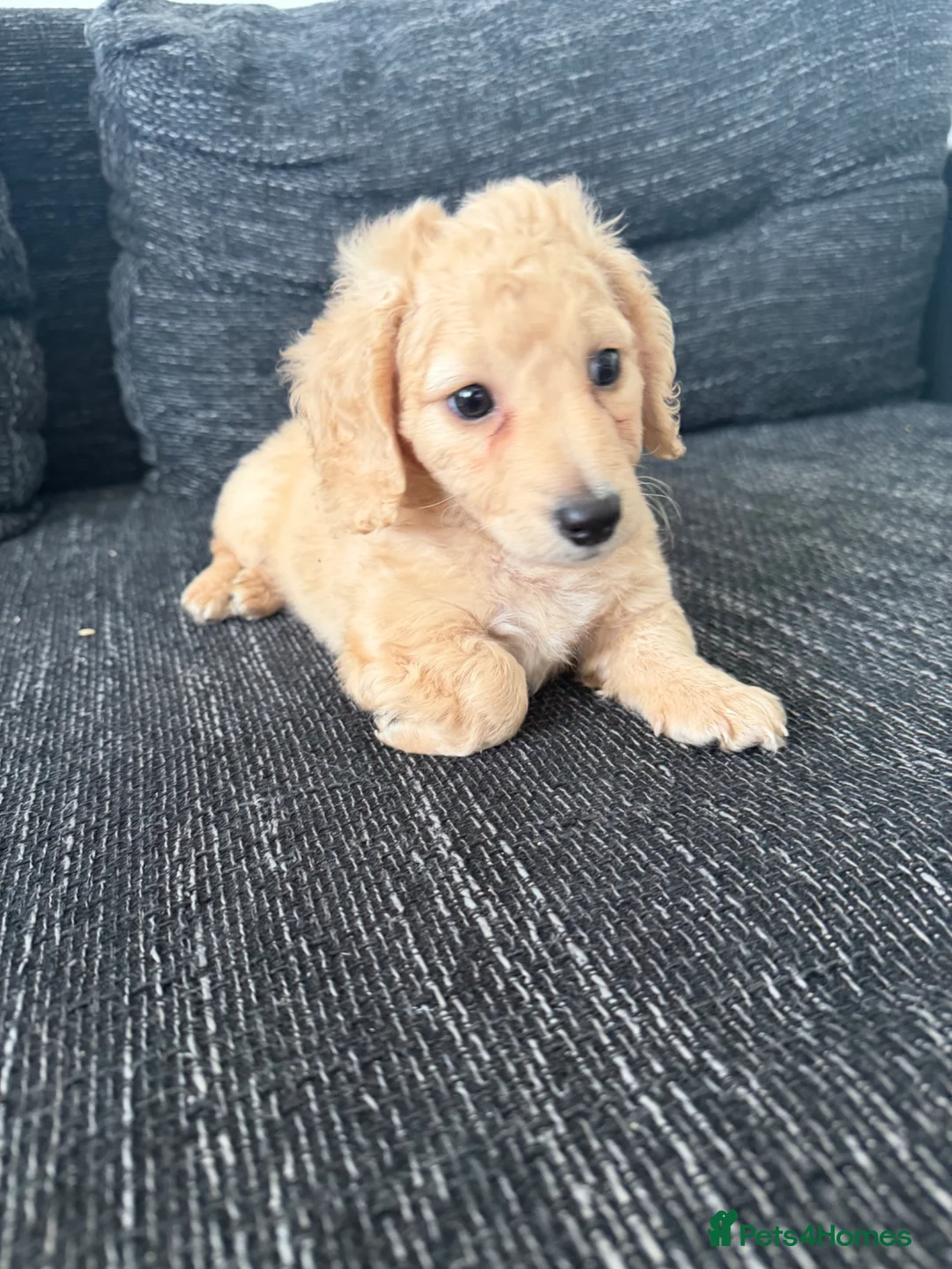 Dachshund dogs for sale: Cream long haired dachshund puppy - Advert 2