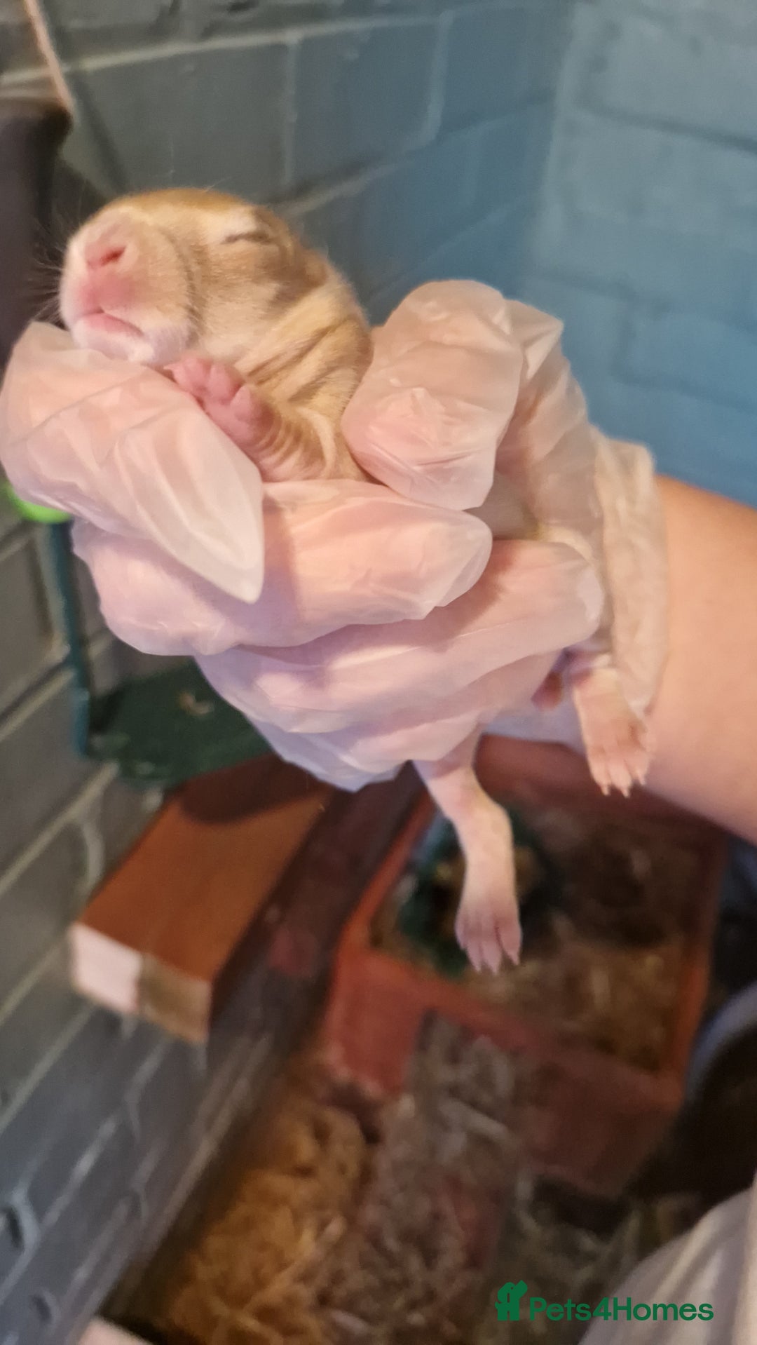 Rex rabbits for sale: Mini rex rabbits - Image 7