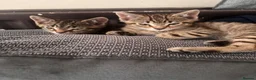 Mixed Breed cats for sale: 2 beautiful bothers bengal mix - Advert 2