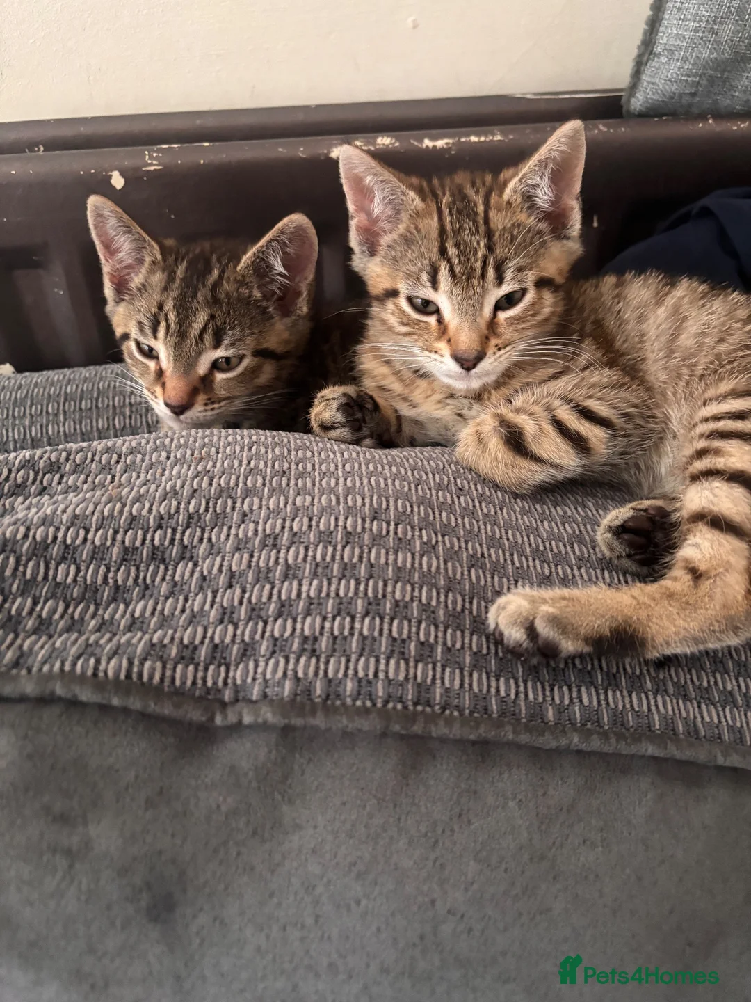 Mixed Breed cats for sale: 2 beautiful bothers bengal mix - Advert 2